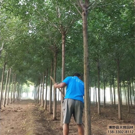 大叶白蜡-河北省14公分白蜡自产自销-批发白蜡树