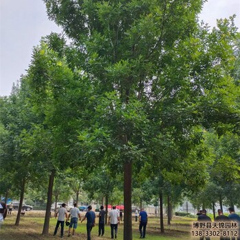 雄安地区假植苗白蜡退林销售-大叶白蜡-批发白蜡树