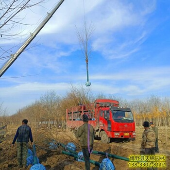 西藏18公分天锦园林旱柳低价供应-旱柳苗圃-青皮柳