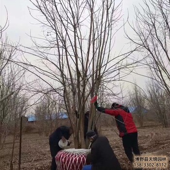 河北博野县8公分白蜡货到付款-白蜡杆-白蜡产地