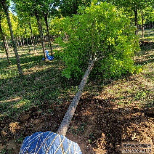 保定市定州假植苗白蜡价格行情-大叶白蜡-白蜡产地