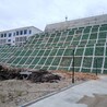 福建泉州德化縣哪里有狗牙根種子批發(fā)
