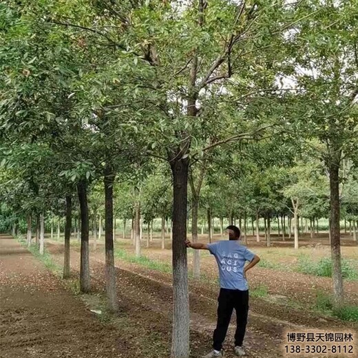 河北定州8公分白蜡多少钱合适-大叶白蜡-批发白蜡树