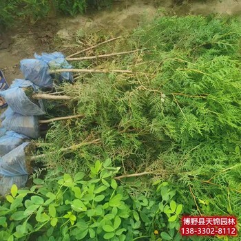 河北定州假植苗侧柏货到付款-侧柏培育-刺柏绿篱