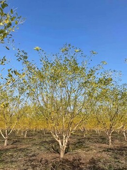 合肥4.5米丛生黄金槐道路绿化树