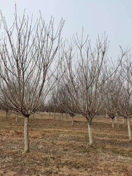 西安16公分晚樱种植面积广