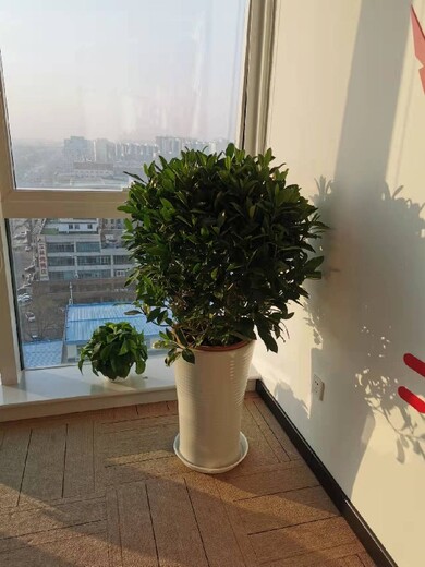 花卉租赁北京绿植租赁,顺义供应绿植租赁服务周到