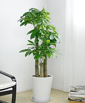 北京花卉租擺公司石景山花卉租賃公司