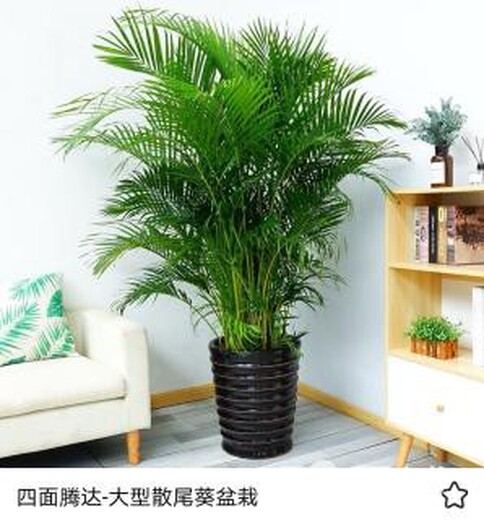 花卉租赁北京绿植租赁,安贞桥供应绿植租赁服务