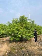洛阳4.5米丛生黄金槐道路绿化树