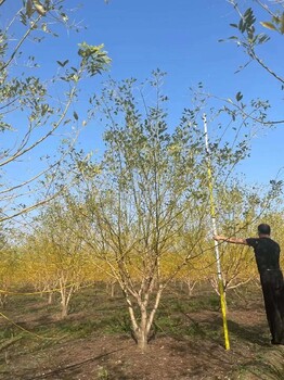 青岛2.5米丛生黄金槐道路绿化树