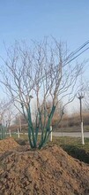 杭州1.5米叢生紫薇道路綠化樹圖片