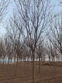 北京15公分国槐园林绿化树种