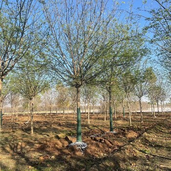 三门峡15公分国槐树秋季移植成活率高么？