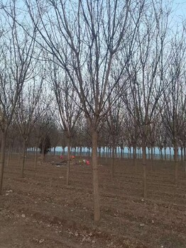 东营15公分国槐树种植面积广
