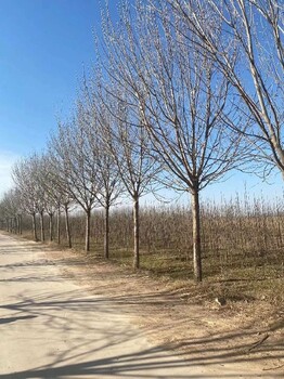 23公分白蠟培育基地