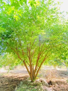 洛阳6.5米丛生元宝枫道路绿化树