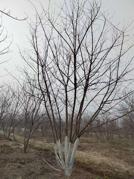 浦东5.5米丛生五角枫种植面积广