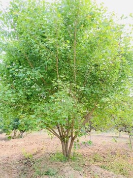 4.5米丛生元宝枫如何种植
