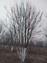 贵阳4.5米丛生五角枫秋季移植成活率高么？