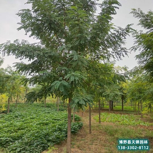 河北保定12公分刺槐价格行情-退林刺槐-红花刺槐