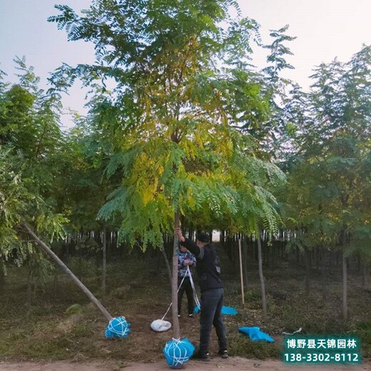 保定市定州15公分刺槐价格多少-直流刺槐-金叶刺槐