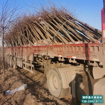 雄安地区假植苗刺槐退林销售-退林刺槐-两年帽