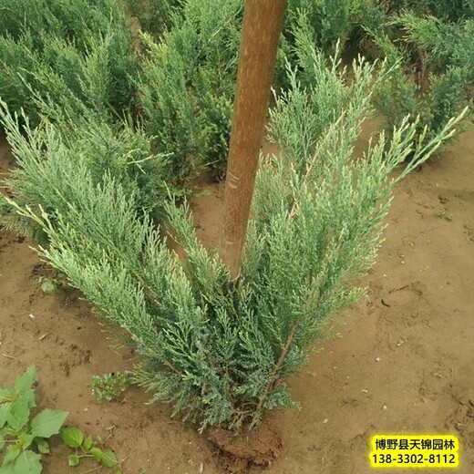 蓉城假植苗天锦园林沙地柏,铺地柏