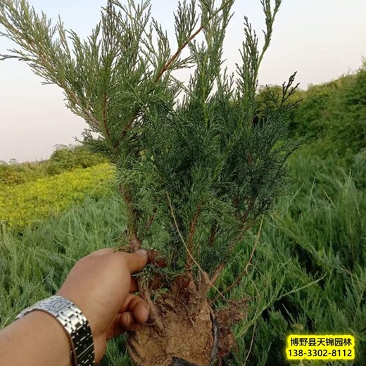 铺地柏-雄安地区假植苗沙地柏退林销售-沙地柏扦插