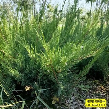 铺地柏-河北安国容器苗沙地柏带土球装车-土球沙地柏