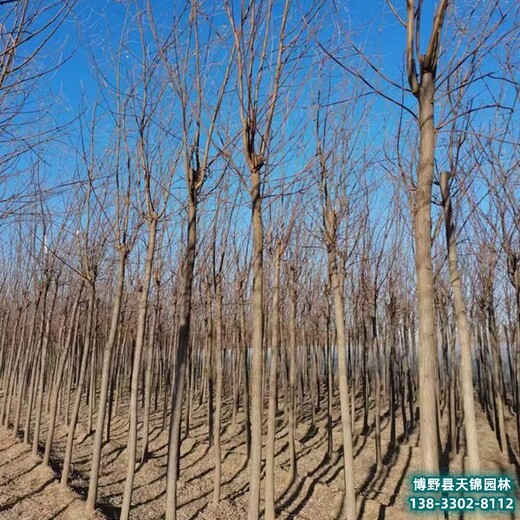 河北13公分刺槐多少钱合适-定植刺槐-红花刺槐