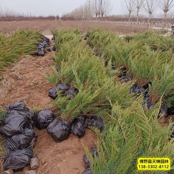 天锦园林铺地柏,河北蠡杯苗沙地柏装车价