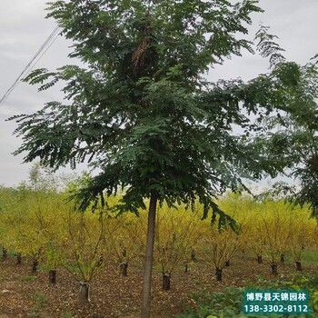 保定13公分刺槐带土球装车-定植刺槐-红花刺槐