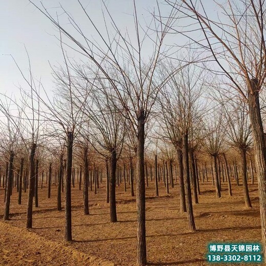 河北定州12公分刺槐退林销售-定植刺槐-平头刺槐