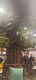 海淀餐厅仿真树假树包工包料图