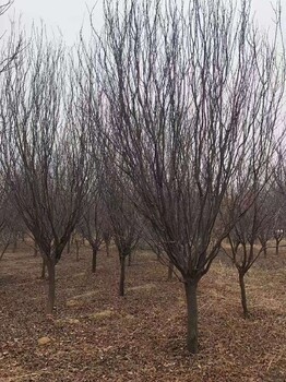 南昌18公分紫叶李种植基地