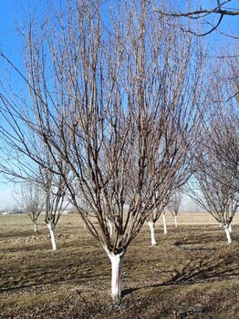 兰州8公分紫叶李种植基地