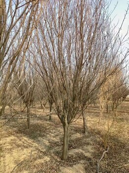 兰州8公分紫叶李种植基地