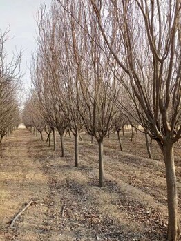 兰州8公分紫叶李种植基地