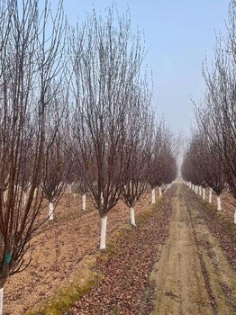 兰州8公分紫叶李种植基地