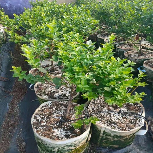 鹤岗蓝莓苗,新品种蓝莓苗