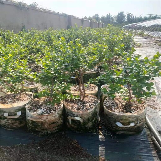 绥化蓝莓苗一株多少钱,盆栽蓝莓苗