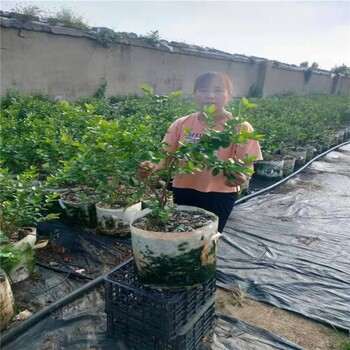 牡丹江蓝莓苗一株多少钱,新品种蓝莓苗