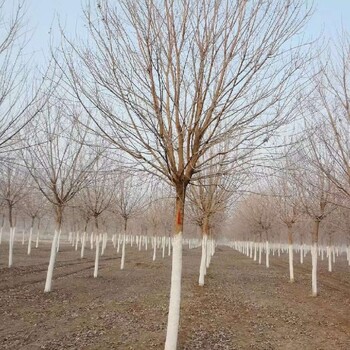 广州11公分五角枫种植要求