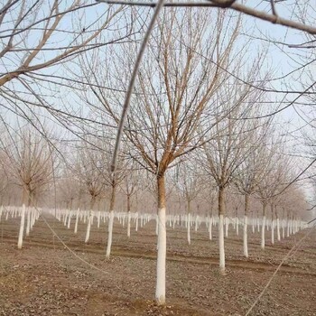 广州13公分元宝枫公园绿化树