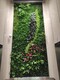 沈阳植物墙花盆图