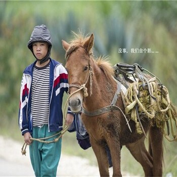 北京延庆矮马一只价格,儿童骑乘矮马