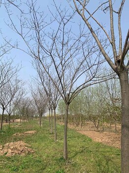 16公分合歡生長(zhǎng)習(xí)性