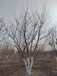 丽江4米丛生五角枫种植面积广