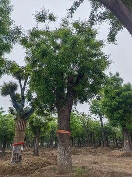 贵阳56公分国槐园林绿化树种